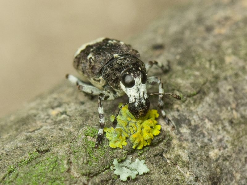 Tropideres albirostris (Herbst, 1783)